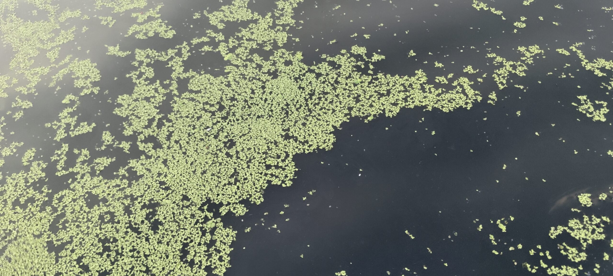 IMG 20260325 062914 scaled